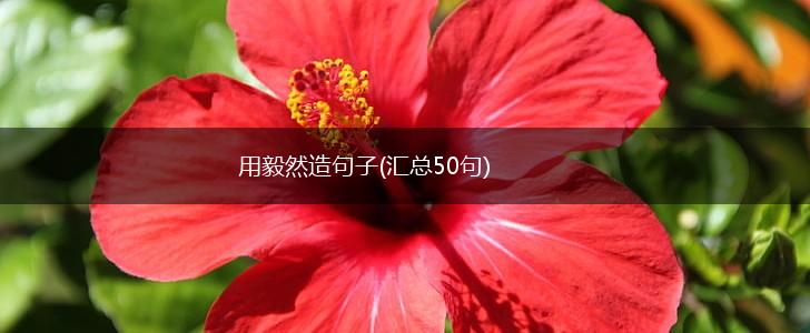 用毅然造句子(汇总50句),第1张