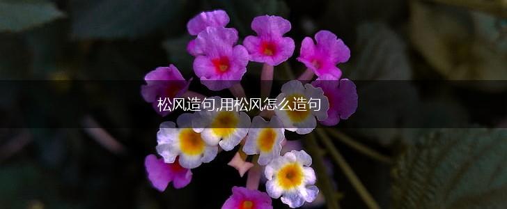 松风造句,用松风怎么造句,第1张