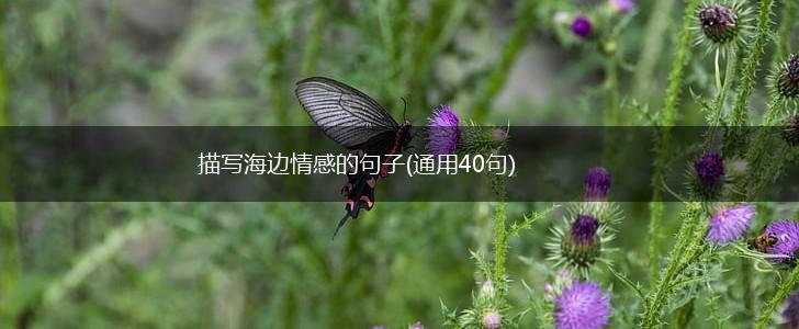 描写海边情感的句子(通用40句),第1张
