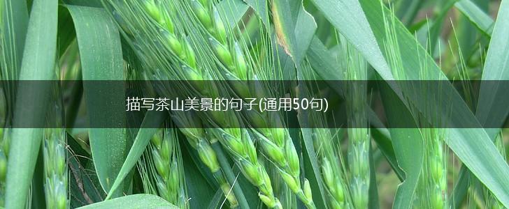 描写茶山美景的句子(通用50句),第1张
