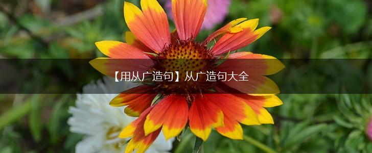 【用从广造句】从广造句大全,第1张