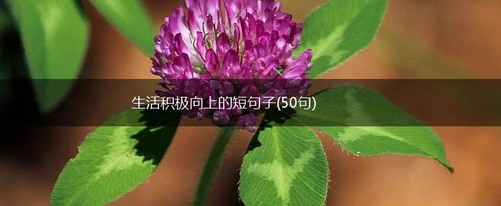 生活积极向上的短句子(50句),第1张