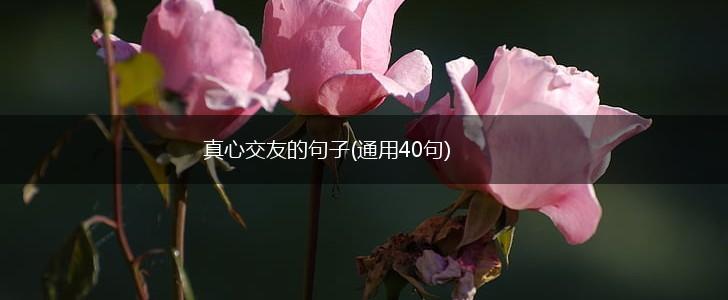 真心交友的句子(通用40句),第1张