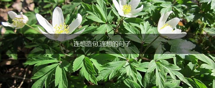 连想造句,连想的句子,第1张