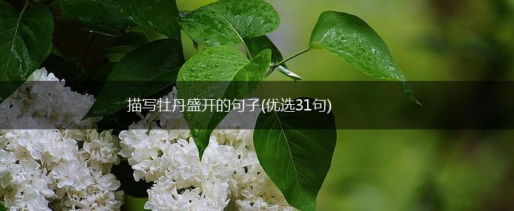 描写牡丹盛开的句子(优选31句),第1张