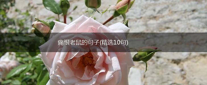 痛恨老鼠的句子(精选10句),第1张