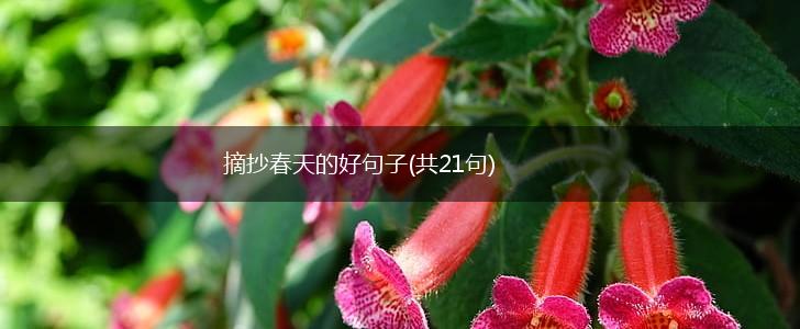 摘抄春天的好句子(共21句),第1张