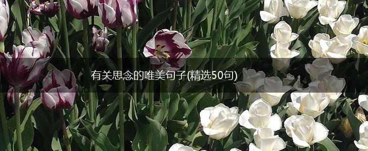 有关思念的唯美句子(精选50句),第1张