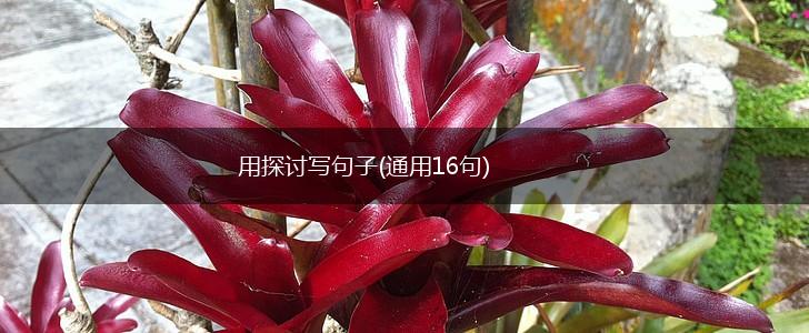 用探讨写句子(通用16句),第1张