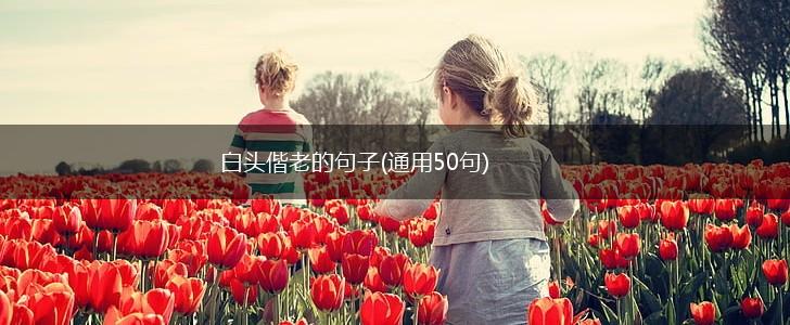 白头偕老的句子(通用50句),第1张