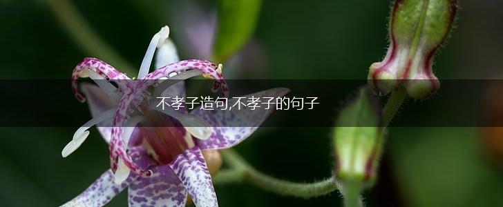 不孝子造句,不孝子的句子,第1张 不孝子造句,不孝子的句子,第1张