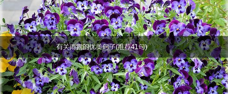 有关雨露的优美句子(推荐41句),第1张