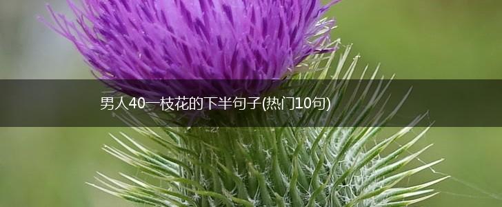男人40一枝花的下半句子(热门10句),第1张