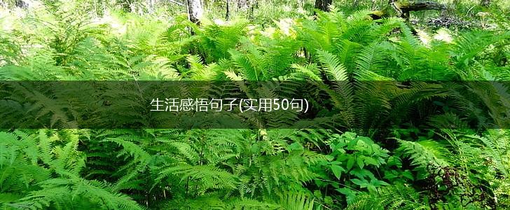 生活感悟句子(实用50句),第1张