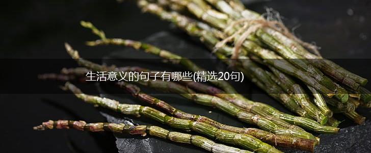 生活意义的句子有哪些(精选20句),第1张