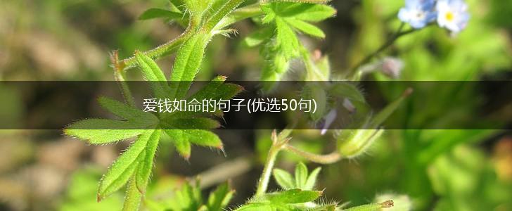 爱钱如命的句子(优选50句),第1张