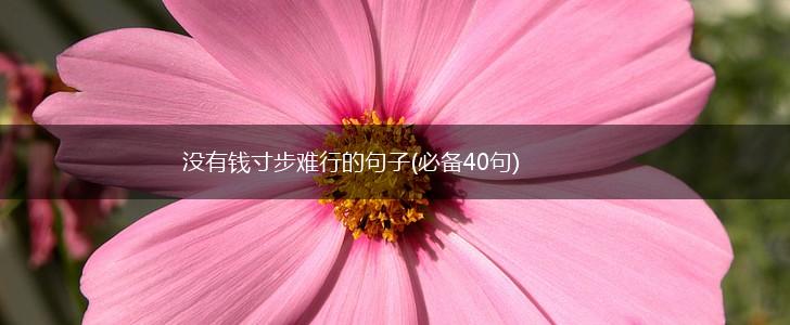 没有钱寸步难行的句子(必备40句),第1张