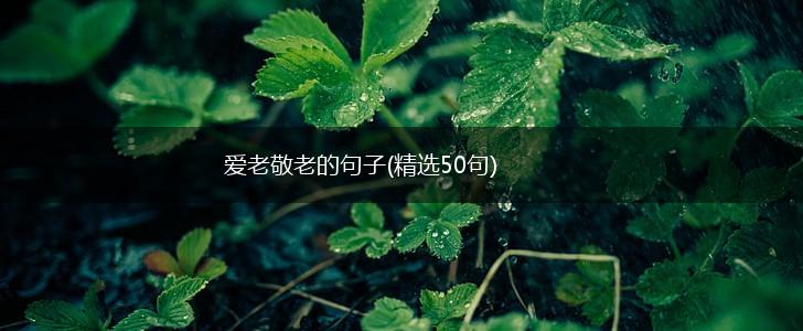 爱老敬老的句子(精选50句),第1张