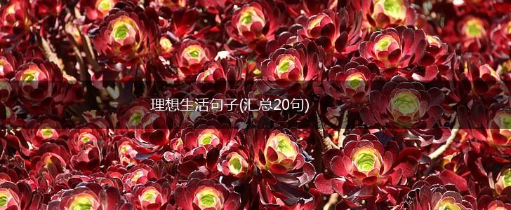 理想生活句子(汇总20句),第1张