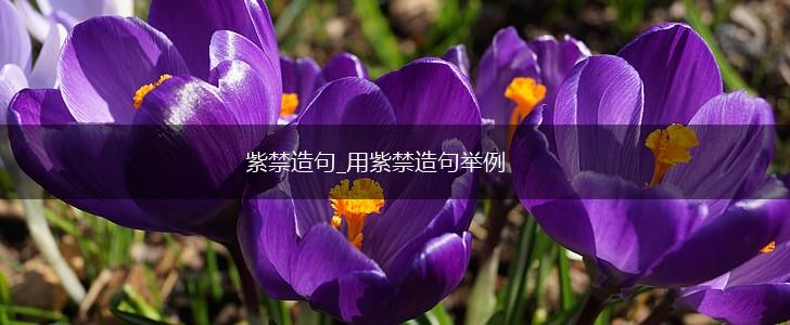 紫禁造句_用紫禁造句举例,第1张