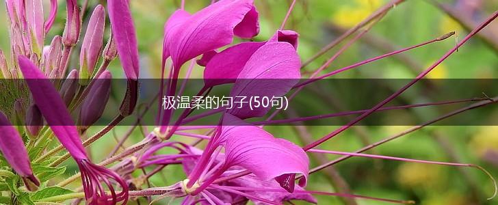 极温柔的句子(50句),第1张