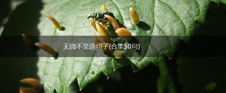 无微不至造句子(合集50句),第1张