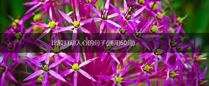 比较打动人心的句子(通用60句),第1张