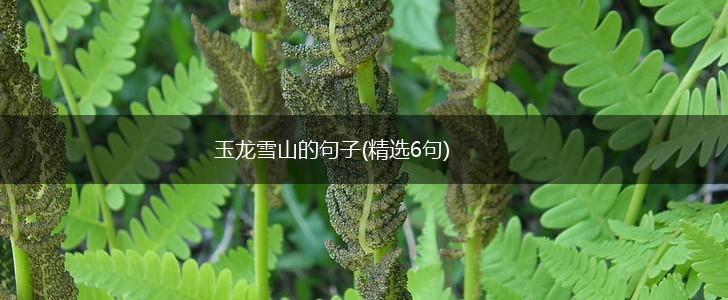 玉龙雪山的句子(精选6句),第1张