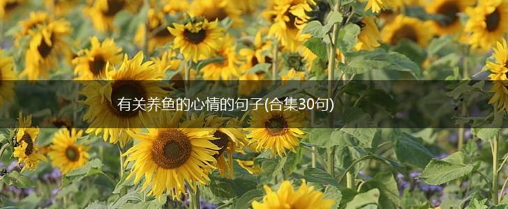 有关养鱼的心情的句子(合集30句),第1张