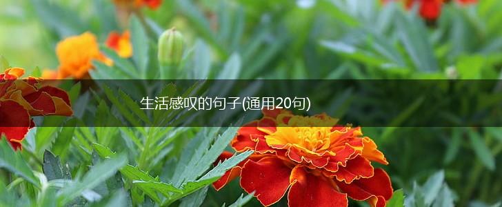 生活感叹的句子(通用20句),第1张