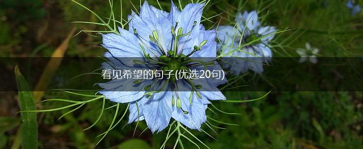 看见希望的句子(优选20句),第1张