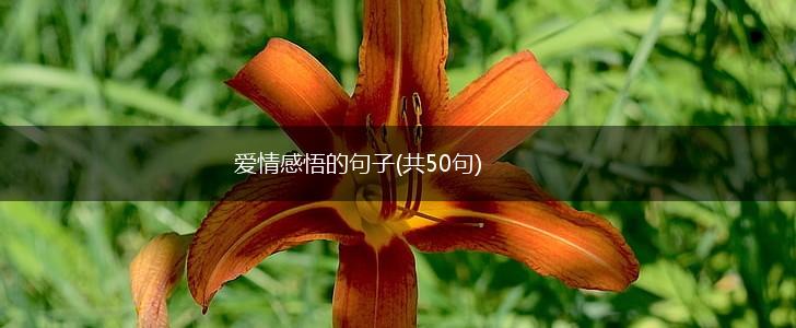 爱情感悟的句子(共50句),第1张