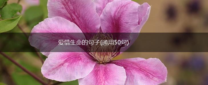 爱惜生命的句子(通用50句),第1张
