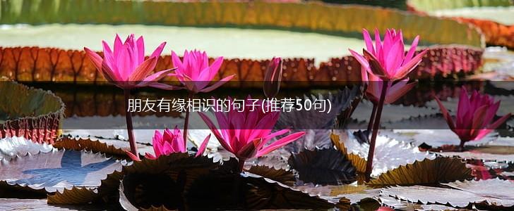 朋友有缘相识的句子(推荐50句),第1张