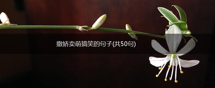 撒娇卖萌搞笑的句子(共50句),第1张