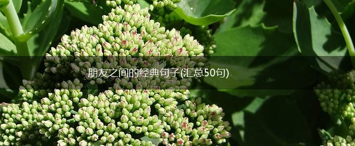 朋友之间的经典句子(汇总50句),第1张