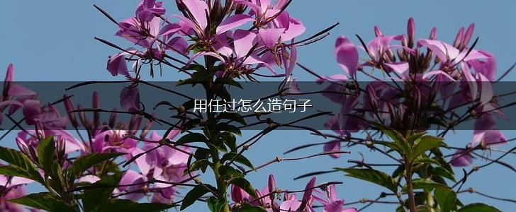 用任过怎么造句子,第1张