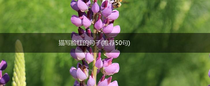 描写脸红的句子(推荐50句),第1张