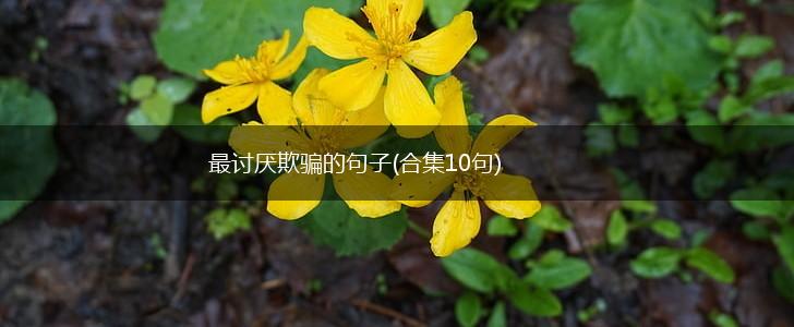 最讨厌欺骗的句子(合集10句),第1张