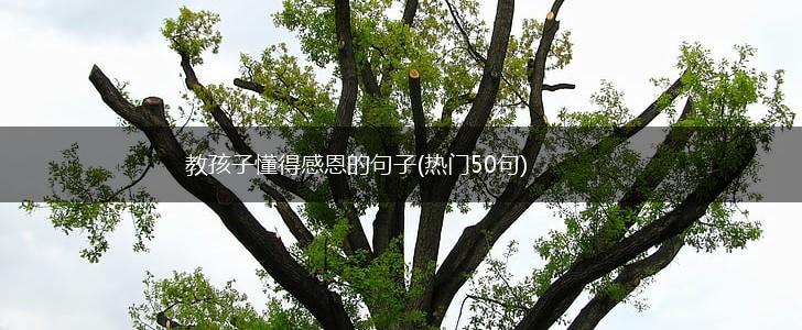 教孩子懂得感恩的句子(热门50句),第1张