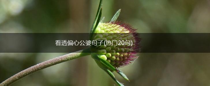 看透偏心公婆句子(热门20句),第1张