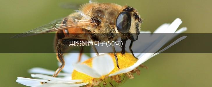 用照例造句子(50句),第1张