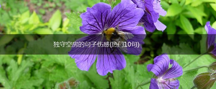 独守空房的句子伤感(热门10句),第1张