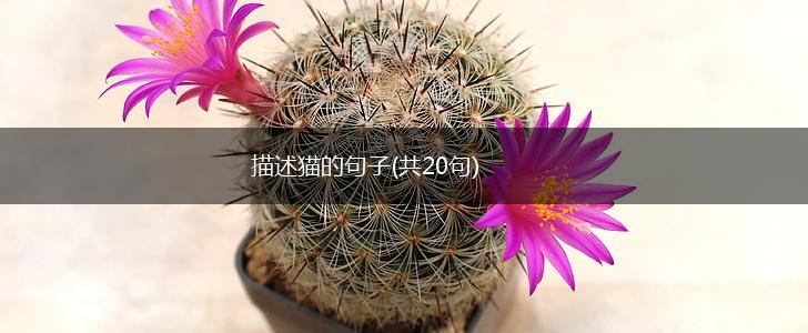 描述猫的句子(共20句),第1张