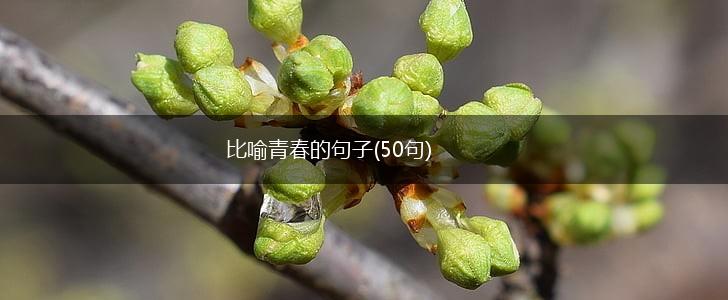 比喻青春的句子(50句),第1张