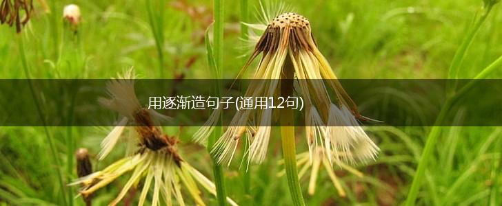 用逐渐造句子(通用12句),第1张
