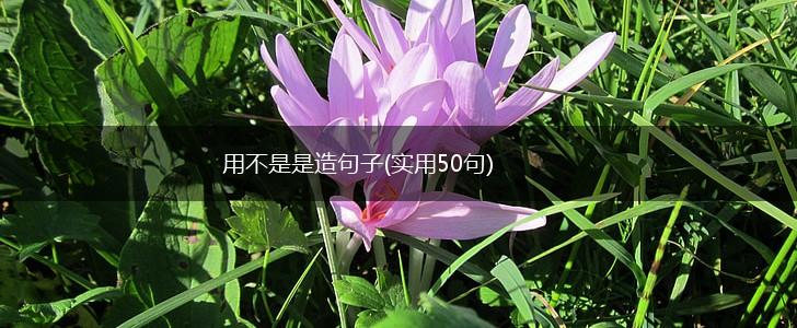用不是是造句子(实用50句),第1张