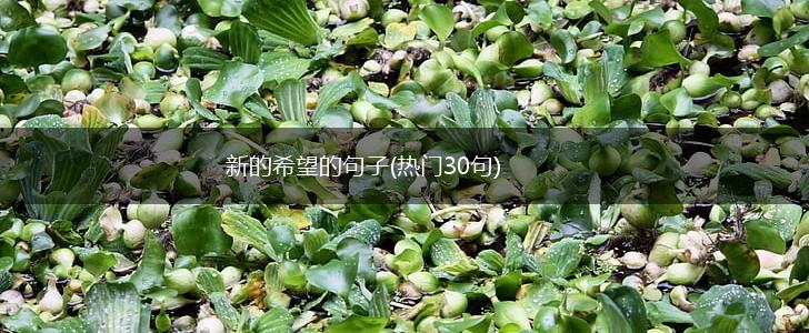 新的希望的句子(热门30句),第1张