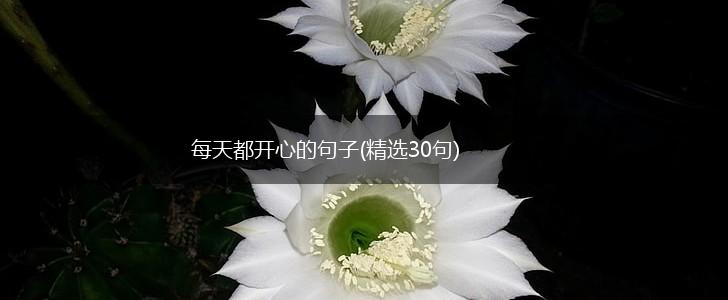 每天都开心的句子(精选30句),第1张
