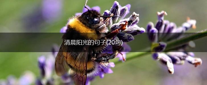 清晨阳光的句子(20句),第1张